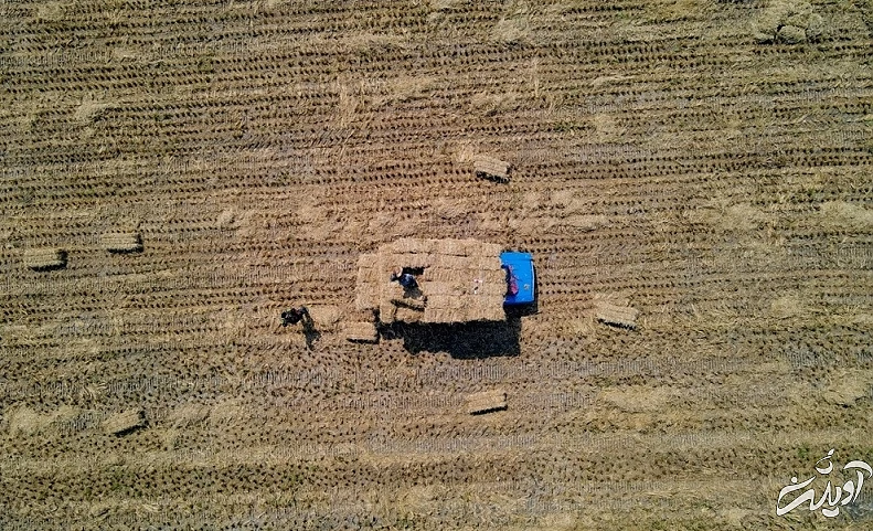 (تصاویر) برداشت برنج در مازندران